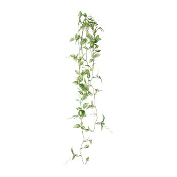 Tradescantia, 102cm