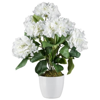 Hydrangea bush x7, in white pot, 13cm