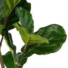 Ficus Iyrata in pot, 80cm, green