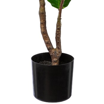 Ficus Iyrata in pot, 80cm, green