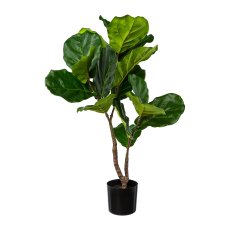 Ficus Iyrata in pot, 80 cm,