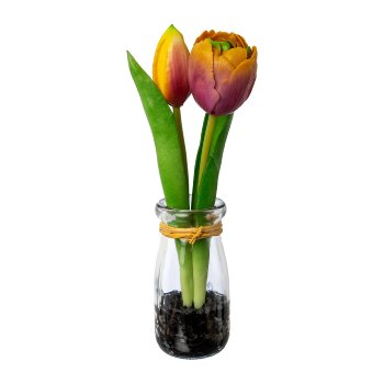 Tulpen in Glasvase, 21cm, mauve-gelb