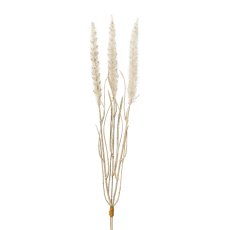 Pennisetum grass bunch, 48cm, beige