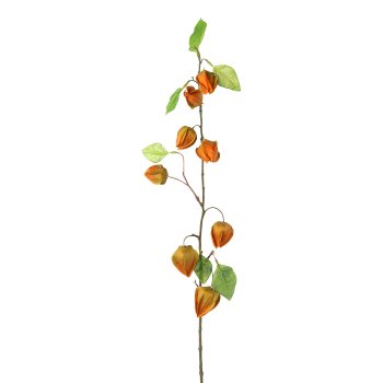 Physalis, 88cm, orange,