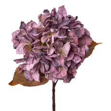 Hortensie, 48 cm, fuchsia,