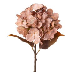 Hydrangea, 48 cm, brown,