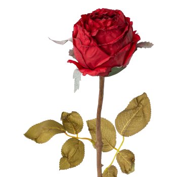 Rose, 60cm, rot,