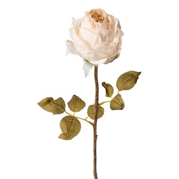 Rose, 60cm, creme,