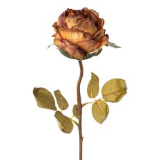 Rose, 60 cm, brown,