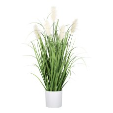 Pampas grass in white pot, 82
