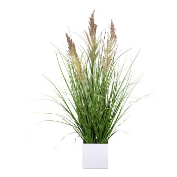 Calamagrostis im weißen Topf, 62cm, grün-lila