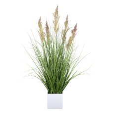 Calamagrostis im weißen Topf, 80cm, grün-lila