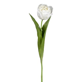 Tulip, 48cm, white