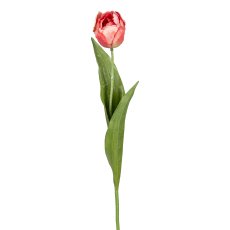 Tulpe, 48 cm, lachs