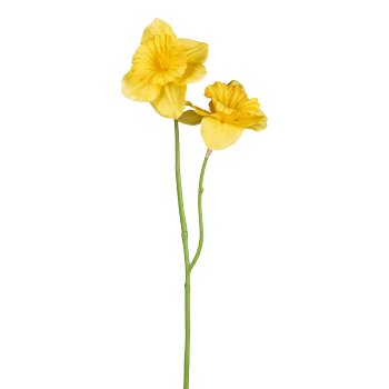 Narzisse x2, 56cm, gelb