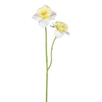 Narzisse x2, 56cm, creme