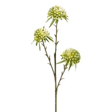 Allium x3, 62cm, grün-weiß