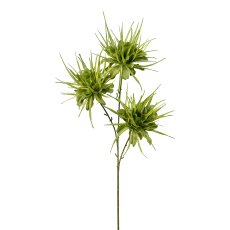 Epiphyllum, 73 cm, green