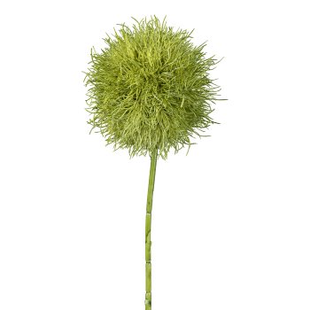 Allium, 73cm, green