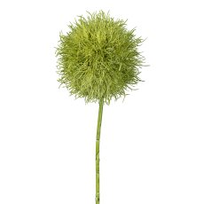 Allium, 73 cm, green
