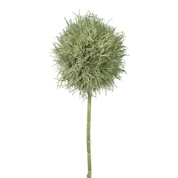 Allium, 73cm, gray-green