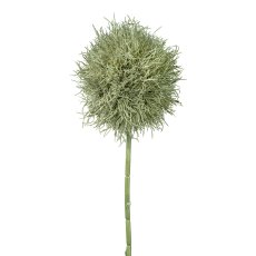 Allium, 73 cm, grau-grün
