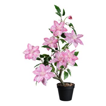 Clematispflanze im Topf, 71 cm, rosa