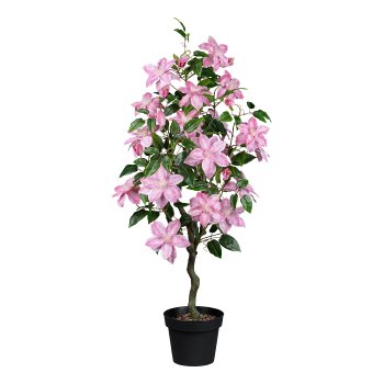 Clematisbaum im Topf, 122cm, rosa