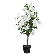 Clematisbaum im Topf, 122 cm, weiß