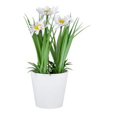 Marguerite in white pot, 22cm,