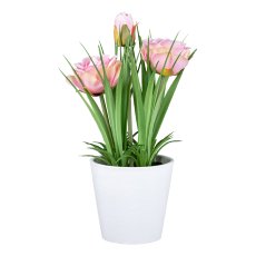 Rose in white pot, 22 cm, pink