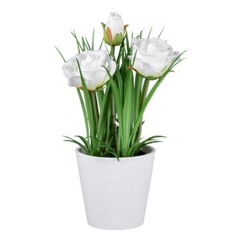 Rose im weißen Topf, 22cm, weiß