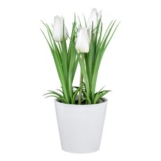 Tulip in white pot, 22 cm,