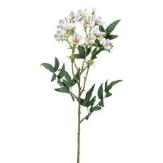 Wild rose, 55 cm, white