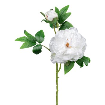Peonie, 55cm, white