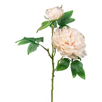 Peony, 55cm, champagne