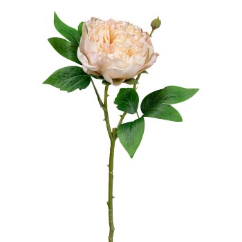 Peony, 45cm, champagne