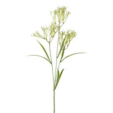 Meadow flax, 58 cm, white