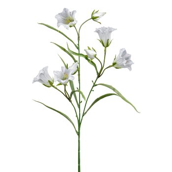 Campanula, 65cm, white