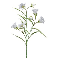 Campanula, 65 cm, white