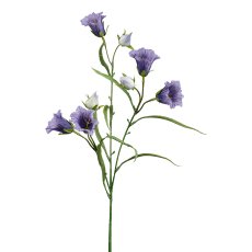 Campanula, 65 cm, purple