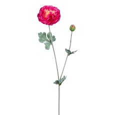Ranunculus, 62 cm, pink