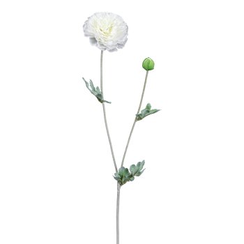 Ranunculus, 62cm, white