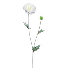 Ranunculus, 62 cm, white
