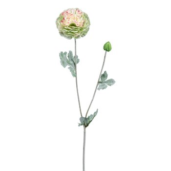 Ranunkel, 62cm, grün