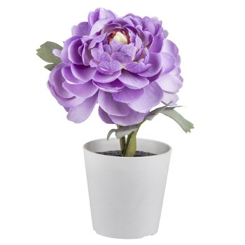 Ranunculus in white pot, 16,5cm, purple