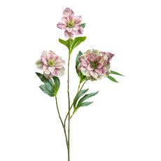 Christmas rose x 3, 64 cm, old