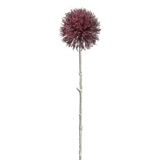 Allium, 49 cm, bordeaux