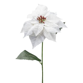 Poinsettia, 74cm, white