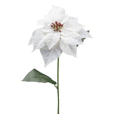 Poinsettia, 74 cm, white